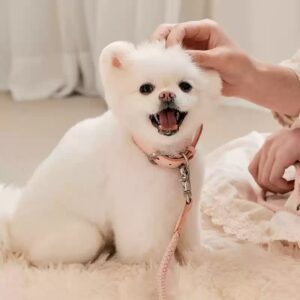 Premium Leather Dog Collar with Matching Handheld Leash