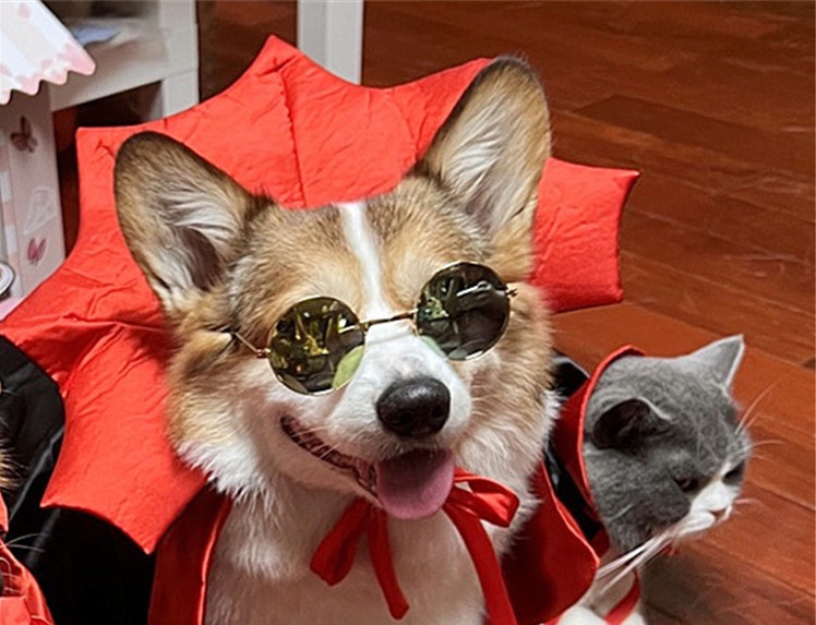 Halloween Pet Costume Cape Vampire King 4 Halloween Pet Costume Cape Vampire King - Image 4