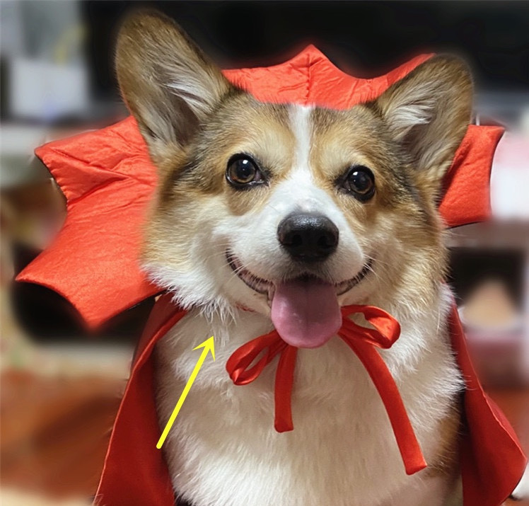 Halloween Pet Costume Cape Vampire King 3 Halloween Pet Costume Cape Vampire King - Image 3