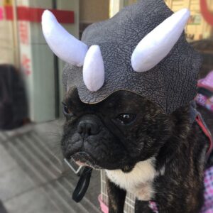 Pet Triceratops Dinosaur Transformation Cap Costume