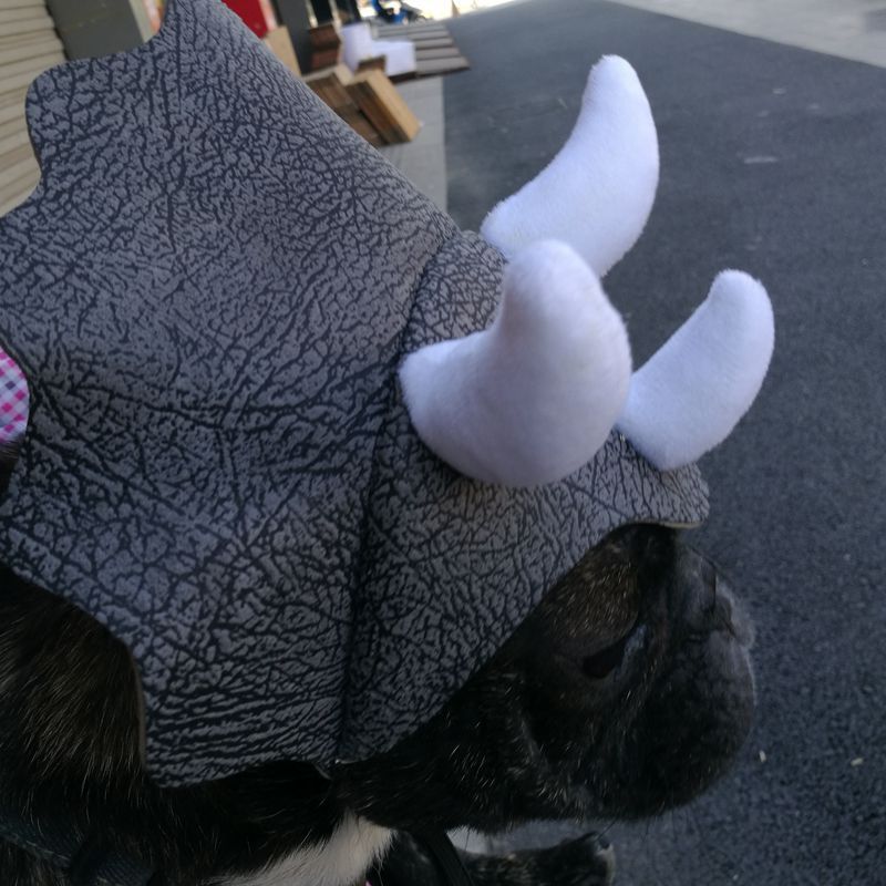 Pet Triceratops Dinosaur Transformation Cap Costume 4 Pet Triceratops Dinosaur Transformation Cap Costume - Image 4