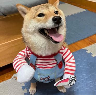 Halloween Pet Adjustable Cosplay Costume 9 Halloween Pet Adjustable Cosplay Costume - Image 9