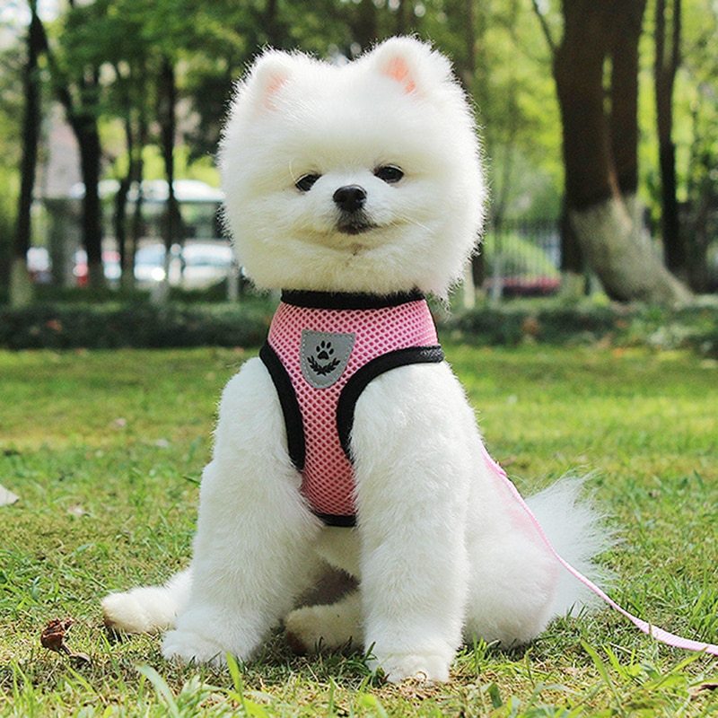 Pet Car Seat Belt 1 Pet Car Seat Belt