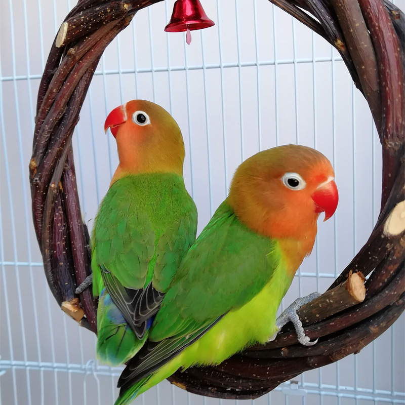 Bird Standing Frame Rattan Ring Chewing Toy Bird Cage 2 Bird Standing Frame Rattan Ring Chewing Toy Bird Cage - Image 2