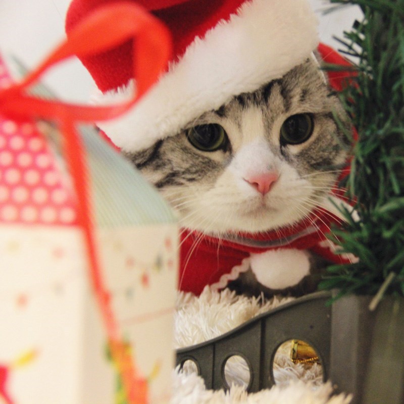 Pet Small Christmas Tiara 9 Pet Small Christmas Tiara - Image 9