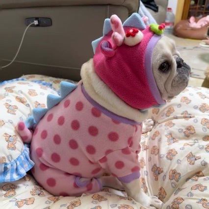 Pet Winter Clothing 1 Pet Winter Clothing